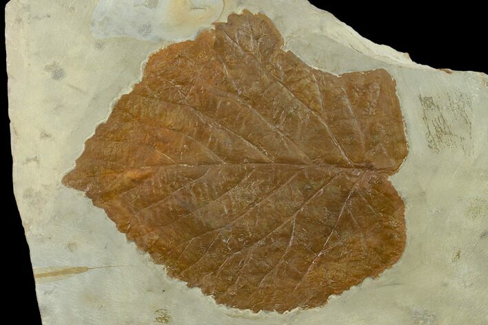 Fossil Leaf (Davidia) with Insect Predation - Montana #130451